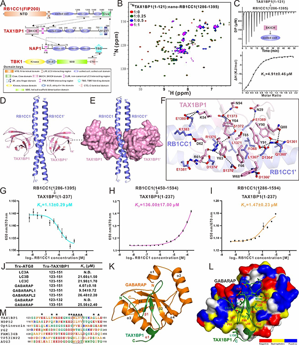 New progresses in elucidating the structural mechanism of autophagy receptor TAX1BP1.jpg