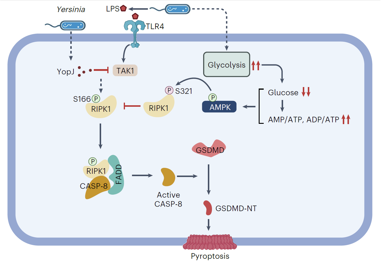 Scientists Discover the Molecular Link Between Glucose Sensing and Pyroptosis.png